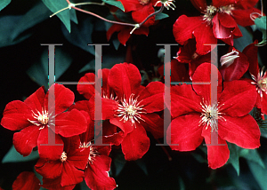 Picture of Clematis lanuginosa 'Red Cardinal'