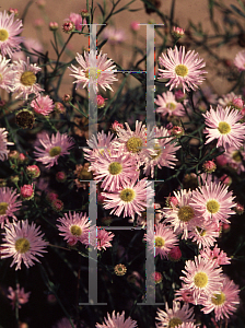 Picture of Boltonia asteroides 'Pink Beauty'