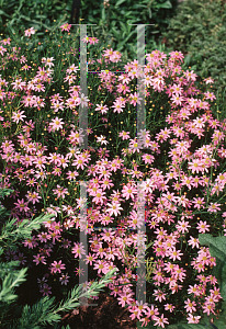 Picture of Coreopsis rosea 