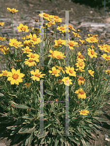 Picture of Coreopsis  'Tequila Sunrise'