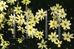 Picture of Coreopsis verticillata 'Moonbeam'