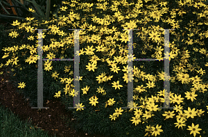 Picture of Coreopsis verticillata 'Zagreb'