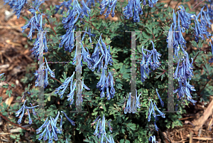 Picture of Corydalis flexuosa 'China Blue'