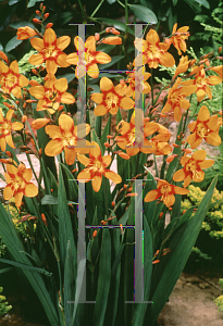 Picture of Crocosmia x crocosmiiflora 'Emily McKenzie'