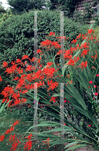 Picture of Crocosmia x crocosmiiflora 'Lucifer'