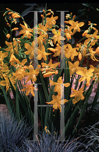 Picture of Crocosmia x crocosmiiflora 'Norwich Canary'