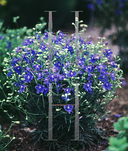Picture of Delphinium grandiflorum 'Blue Butterfly'