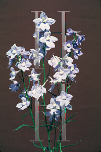 Picture of Delphinium x belladonna 