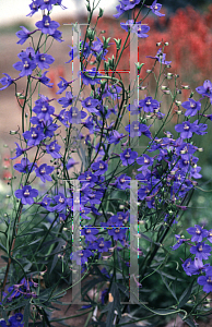 Picture of Delphinium x belladonna 'Bellamosum'