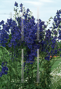 Picture of Delphinium grandiflorum 'Connecticut Yankee'