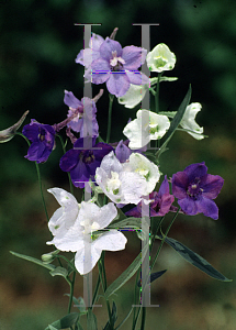 Picture of Delphinium grandiflorum 'Connecticut Yankee'