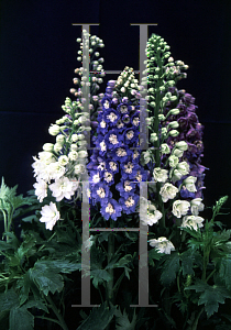 Picture of Delphinium grandiflorum 'Pennant'