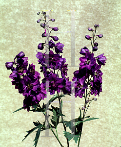 Picture of Delphinium elatum 'Black Knight'