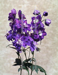 Picture of Delphinium elatum 'Blue Bird'