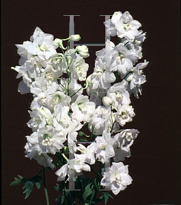 Picture of Delphinium elatum 'Galahad'