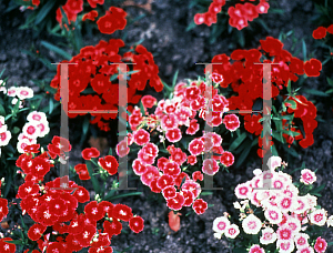 Picture of Dianthus barbatus 'Double Dwarf'