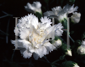 Picture of Dianthus x allwoodii 'Aqua'