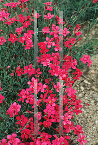 Picture of Dianthus deltoides 'Brilliant'