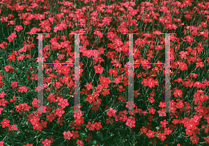 Picture of Dianthus deltoides 'Zing Rose'