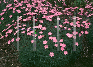 Picture of Dianthus gratianopolitanus 'Bath's Pink'