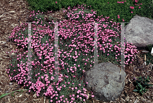 Picture of Dianthus gratianopolitanus 'Tiny Rubies'