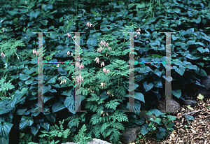 Picture of Dicentra eximia 