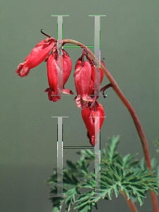 Picture of Dicentra eximia 