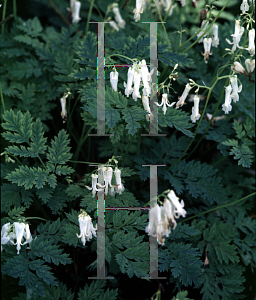 Picture of Dicentra eximia 'Snowdrift'