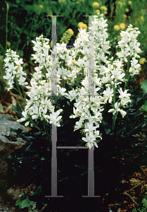 Picture of Dictamnus albus 'Albiflorus'