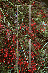 Picture of Russelia equisetiformis 