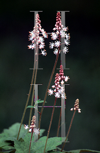 Picture of Tiarella cordifolia 