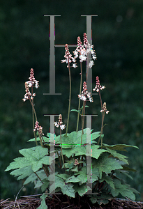 Picture of Tiarella cordifolia 