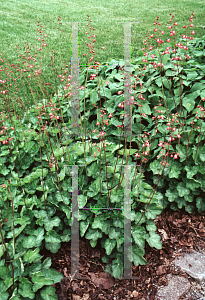 Picture of Heuchera sanguinea 'Chatterbox'