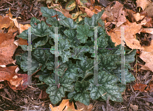 Picture of Heuchera americana 