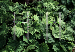 Picture of Heuchera villosa 