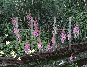 Picture of Astilbe chinensis 'Pumila'