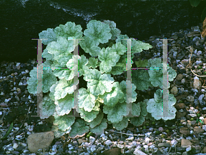 Picture of X Heucherella alba 'Pink Frost'