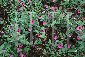 Picture of Petunia integrifolia var. integrifolia 