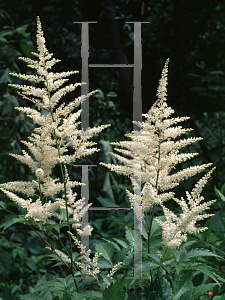 Picture of Astilbe biternata 