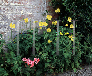 Picture of Meconopsis cambrica 