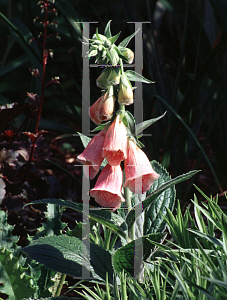 Picture of Digitalis x mertonensis 