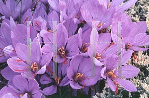 Picture of Crocus sativus 