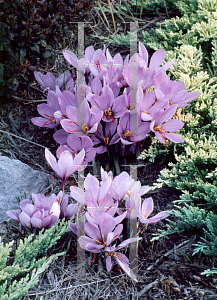 Picture of Crocus sativus 