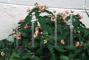 Picture of Impatiens x 'Seashells'