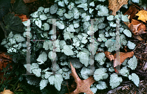 Picture of Lamium maculatum 'Beacon's Silver'