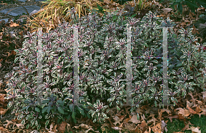 Picture of Salvia officinalis 'Tricolor'