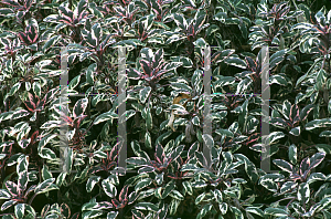 Picture of Salvia officinalis 'Tricolor'