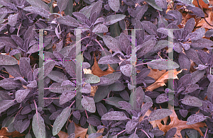 Picture of Salvia officinalis 'Purpurea'