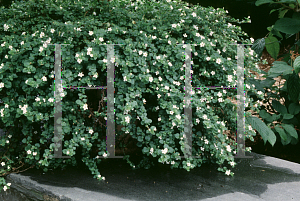 Picture of Bacopa monnieri 'Snowflake'