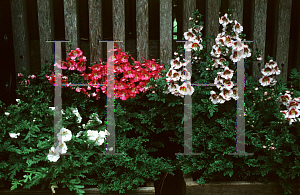 Picture of Schizanthus x wisetonensis 